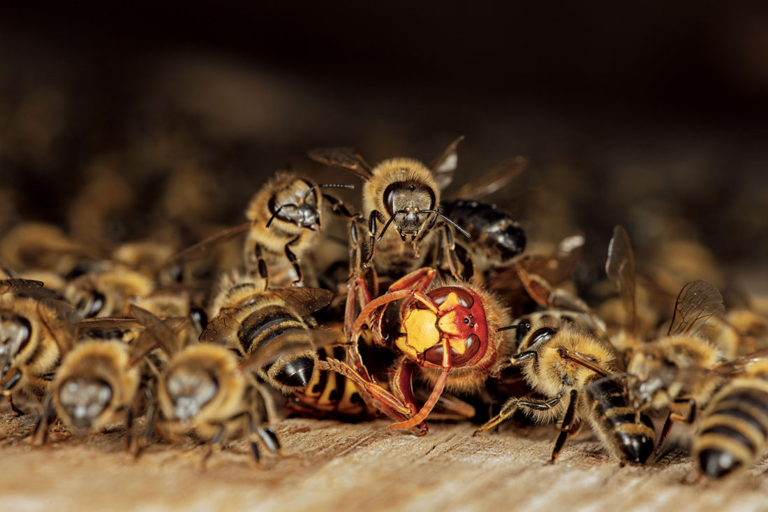 特集ギャラリー：ミツバチの秘密（2020年3月号） | ナショナルジオ