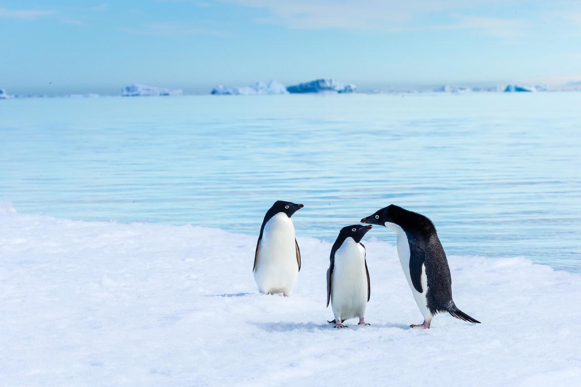 ギャラリー：南極に暮らすアデリーペンギン 写真7点 | ナショナルジオグラフィック日本版サイト