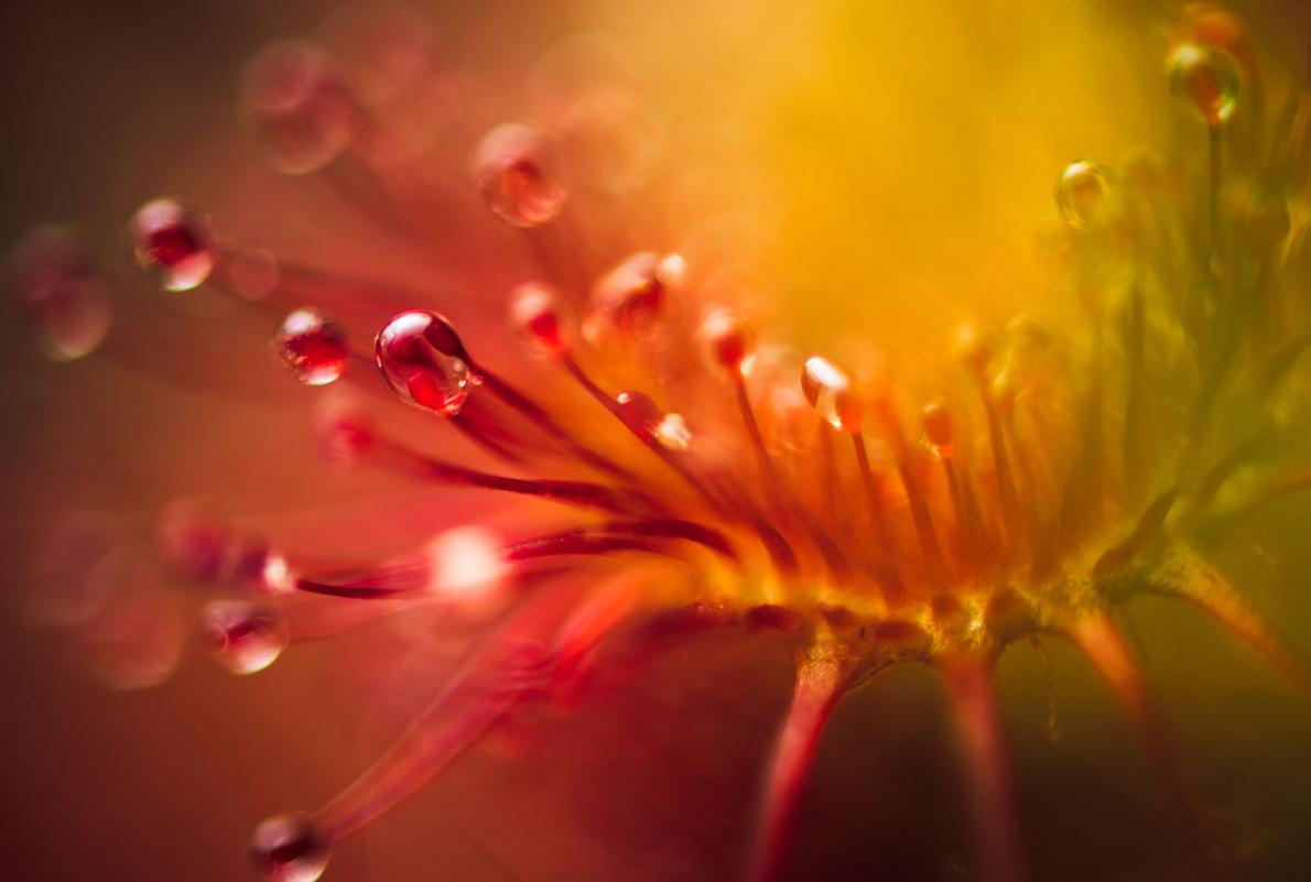 ギャラリー ずる賢い食虫植物モウセンゴケの美しく妖しい罠 ナショナルジオグラフィック日本版サイト