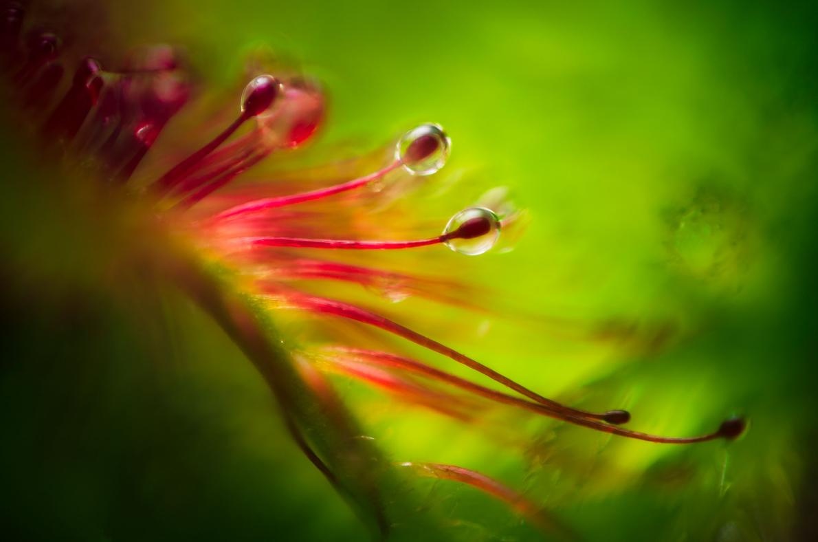ギャラリー ずる賢い食虫植物モウセンゴケの美しく妖しい罠 ナショナルジオグラフィック日本版サイト ギャラリー ずる賢い食虫植物モウセンゴケの美しく妖しい罠 ナショナルジオグラフィック日本版サイト