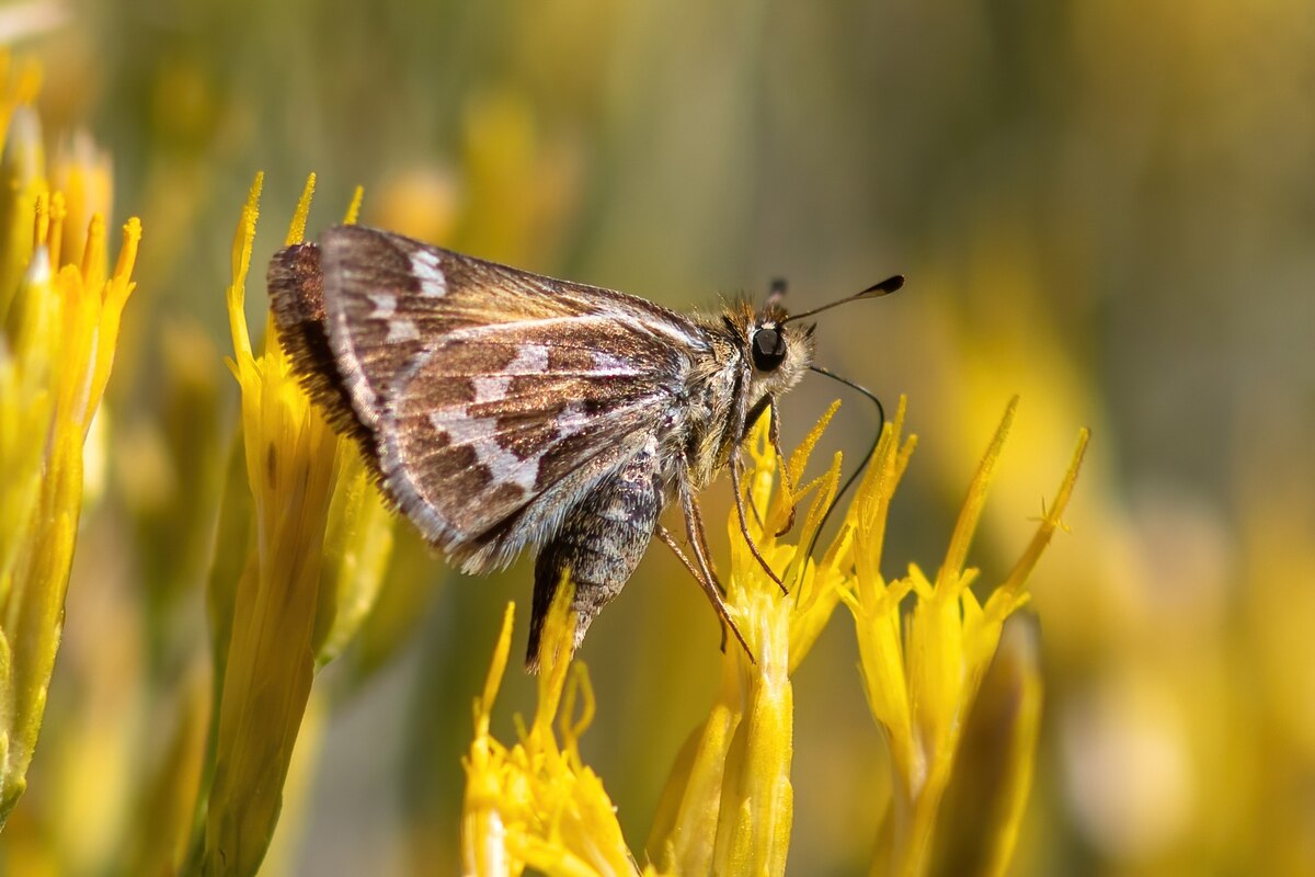 ギャラリー：米国本土でチョウが急減、20年間で22％減 写真5点