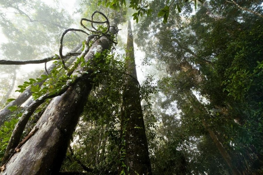 ギャラリー 森の部族に身を捧げた男 写真7点 ナショナルジオグラフィック日本版サイト ギャラリー 森の部族に身を捧げた男 写真7点 ナショナルジオグラフィック日本版サイト