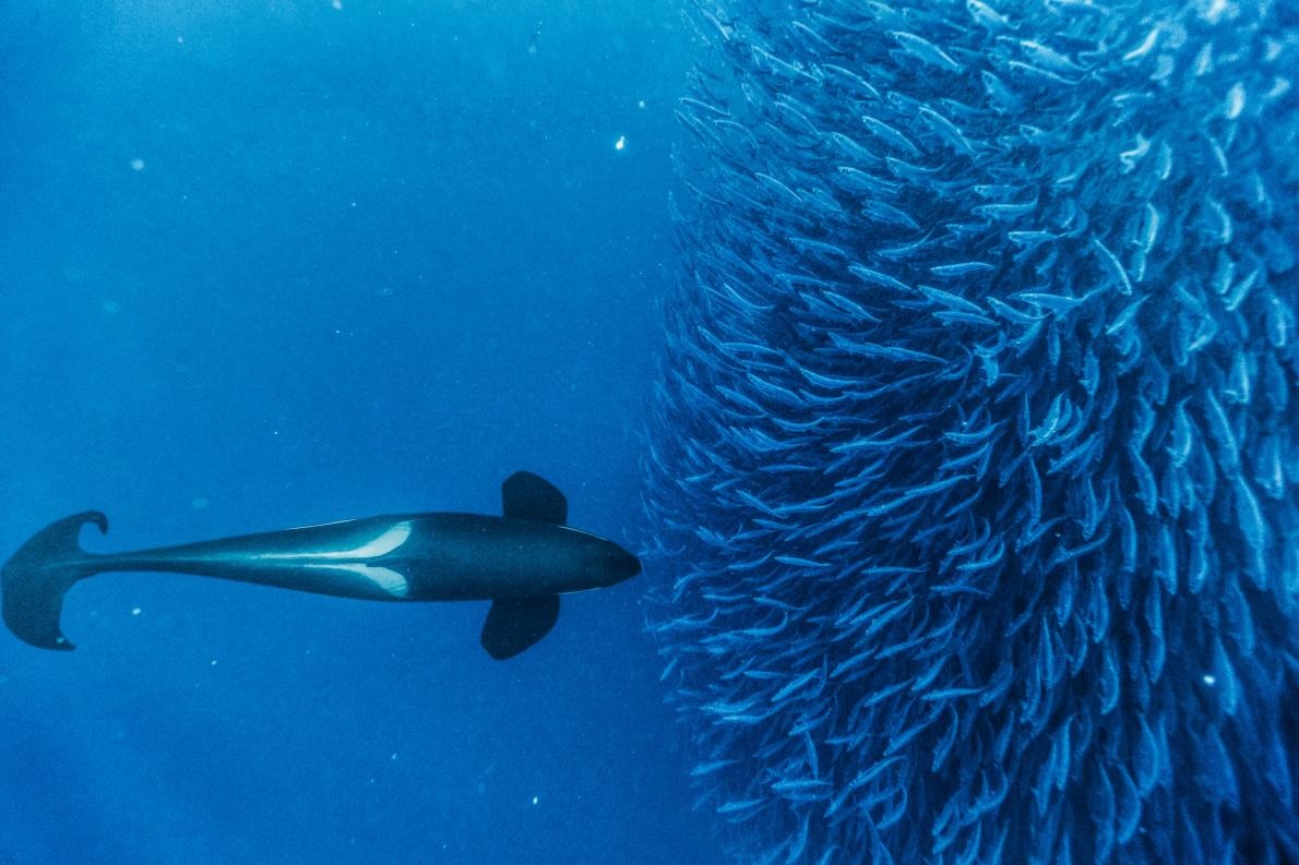 ギャラリー クジラの世界 写真14点 ナショナルジオグラフィック日本版サイト ギャラリー クジラの世界 写真14点 ナショナルジオグラフィック日本版サイト