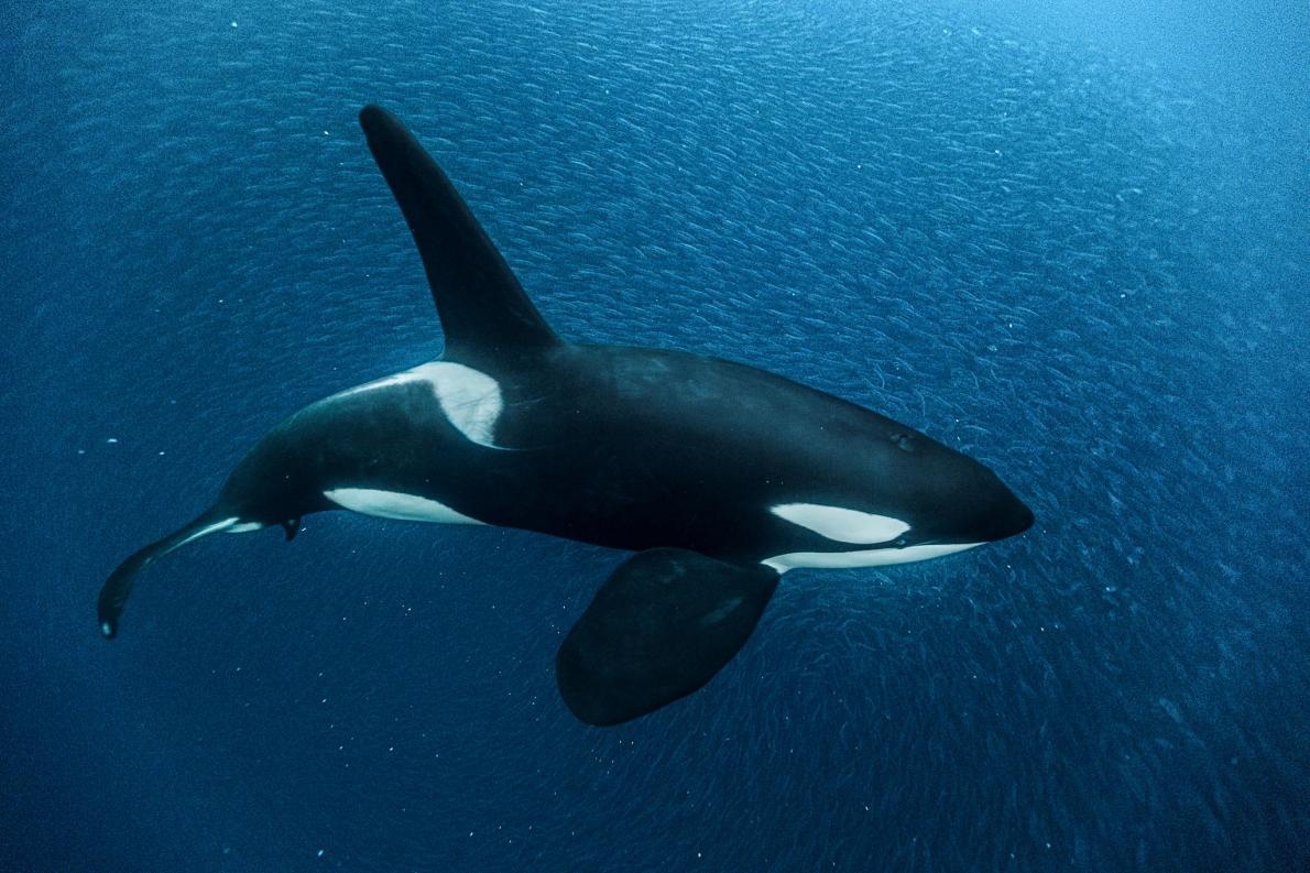 驚くばかりクジラ イラスト リアル 美しい花の画像 驚くばかりクジラ イラスト リアル 美しい花の画像