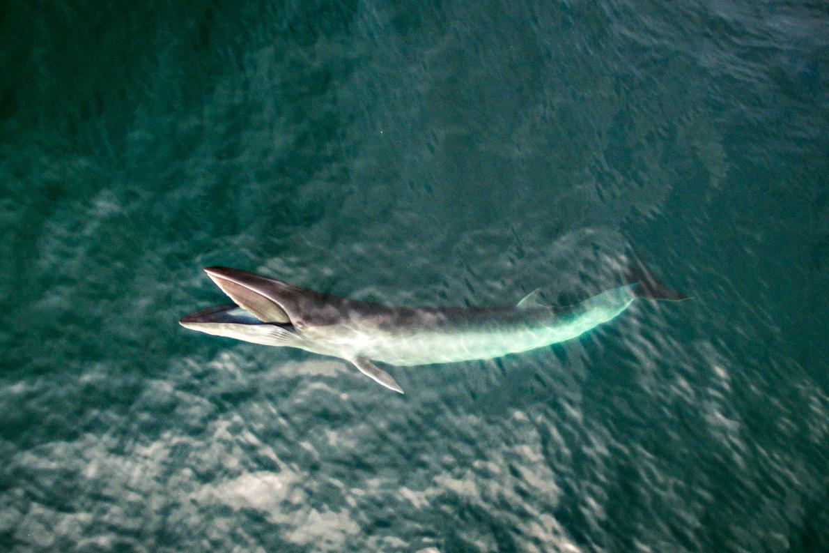 ギャラリー クジラの世界 写真14点 ナショナルジオグラフィック日本版サイト