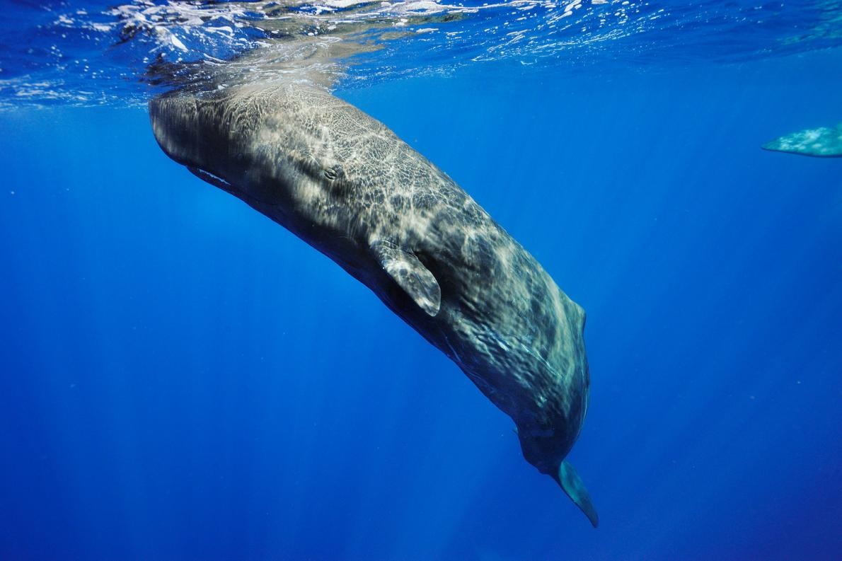 ギャラリー クジラの世界 写真14点 ナショナルジオグラフィック日本版サイト ギャラリー クジラの世界 写真14点 ナショナルジオグラフィック日本版サイト