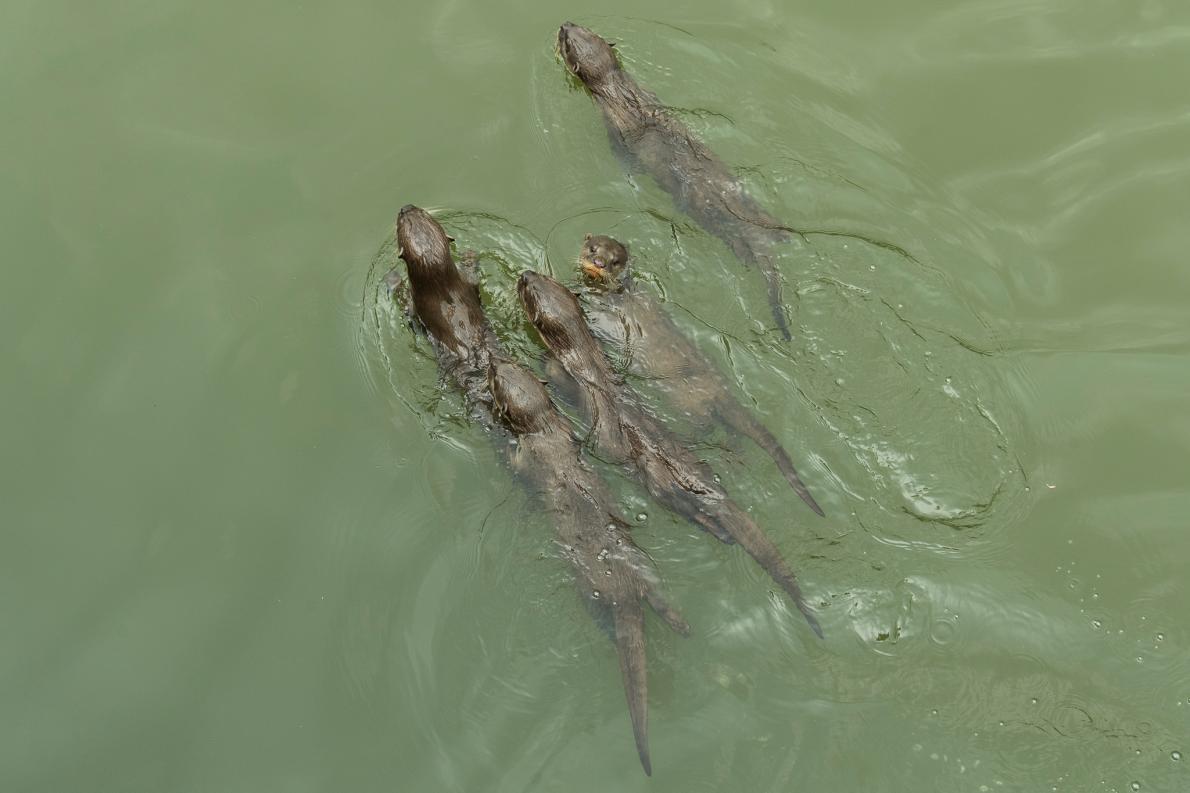 ギャラリー：都会に適応したシンガポールのカワウソ一家 写真9点 ナショナルジオグラフィック日本版サイト