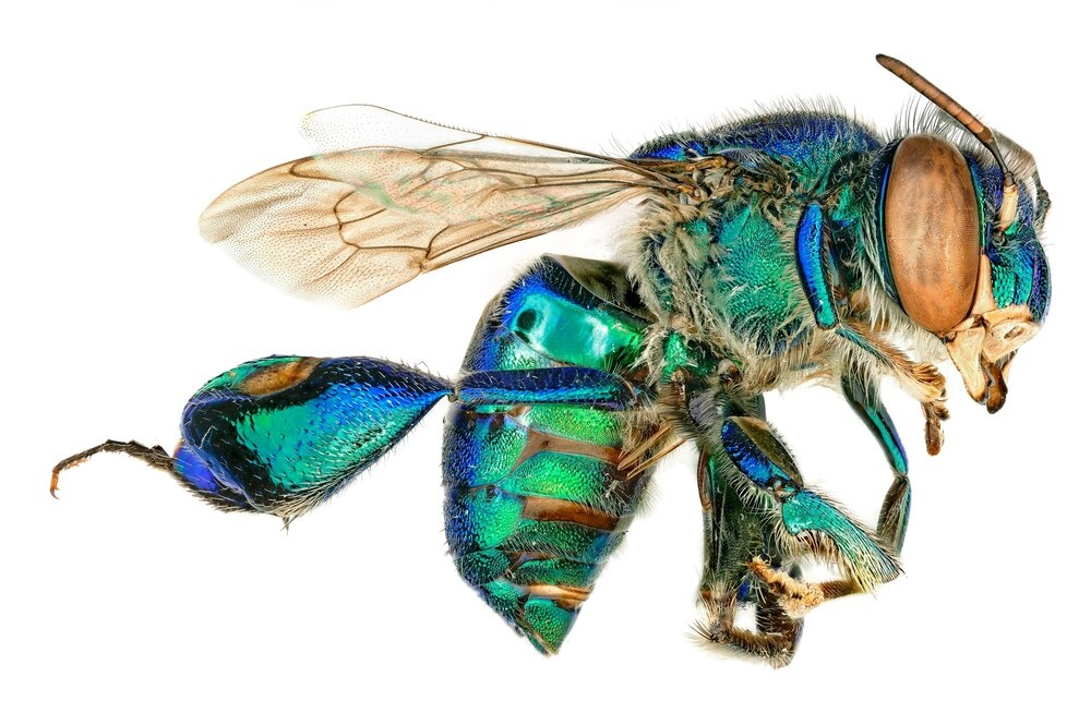特集ギャラリー:アマゾン 樹上の昆虫たち 写真17点(2021年4月号)ナショナルジオグラフィック日本版サイト