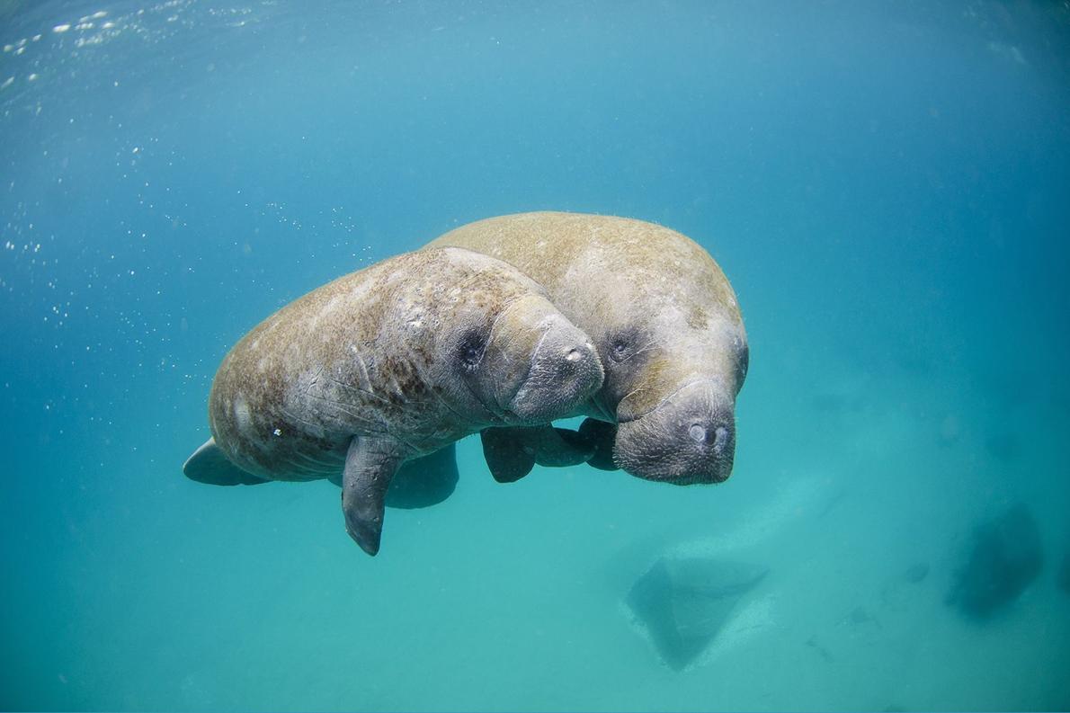 ギャラリー 脳に入る寄生虫が温暖化で北上 ナメクジに注意 ナショナルジオグラフィック日本版サイト