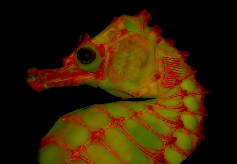 ギャラリー 蛍光に浮かび上がる透明骨格標本 新手法で撮影 写真10点 ナショナルジオグラフィック日本版サイト ギャラリー 蛍光に浮かび上がる透明骨格標本 新手法で撮影 写真10点 ナショナルジオグラフィック日本版サイト