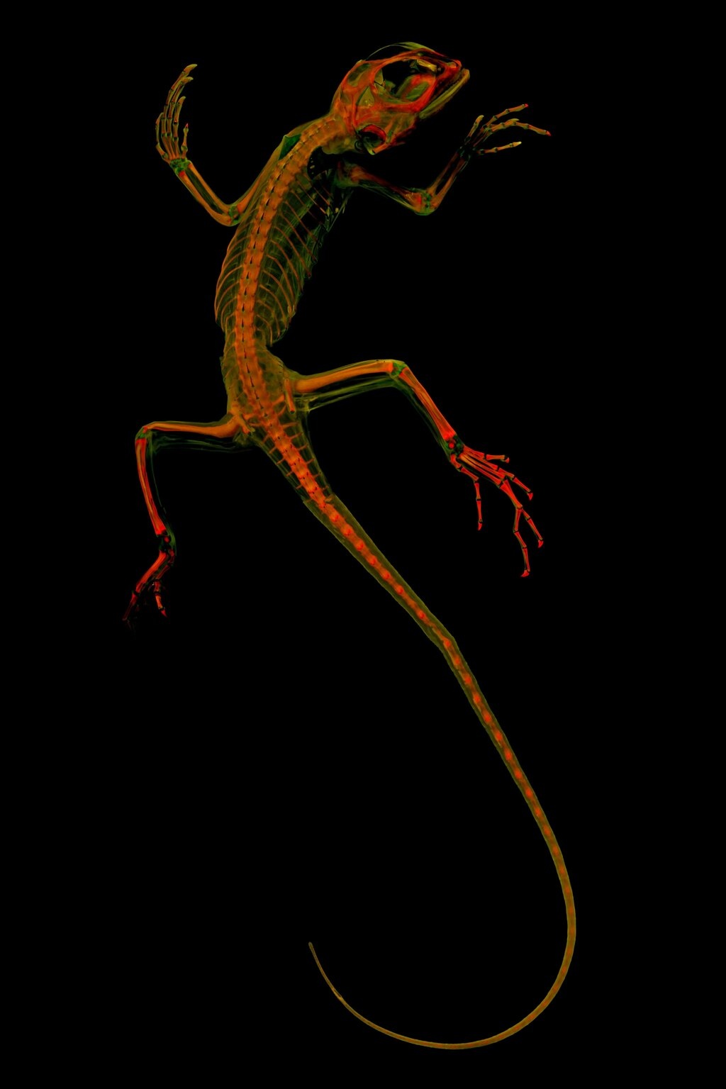 ギャラリー 蛍光に浮かび上がる透明骨格標本 新手法で撮影 写真10点 ナショナルジオグラフィック日本版サイト ギャラリー 蛍光に浮かび上がる透明骨格標本 新手法で撮影 写真10点 ナショナルジオグラフィック日本版サイト