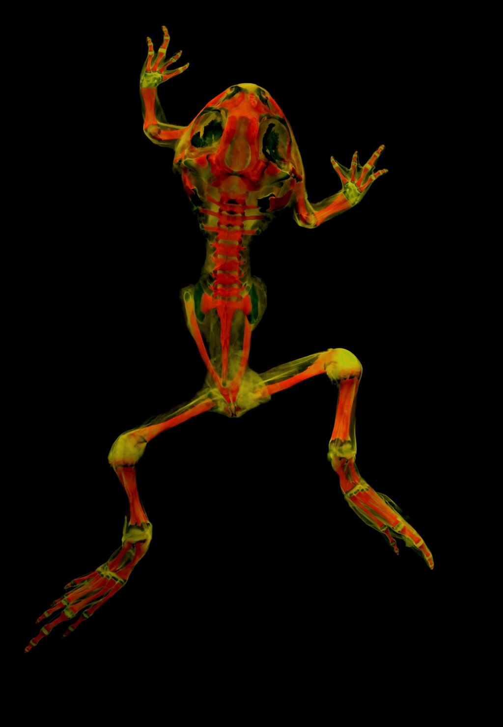 ギャラリー：蛍光に浮かび上がる透明骨格標本、新手法で撮影 写真10点