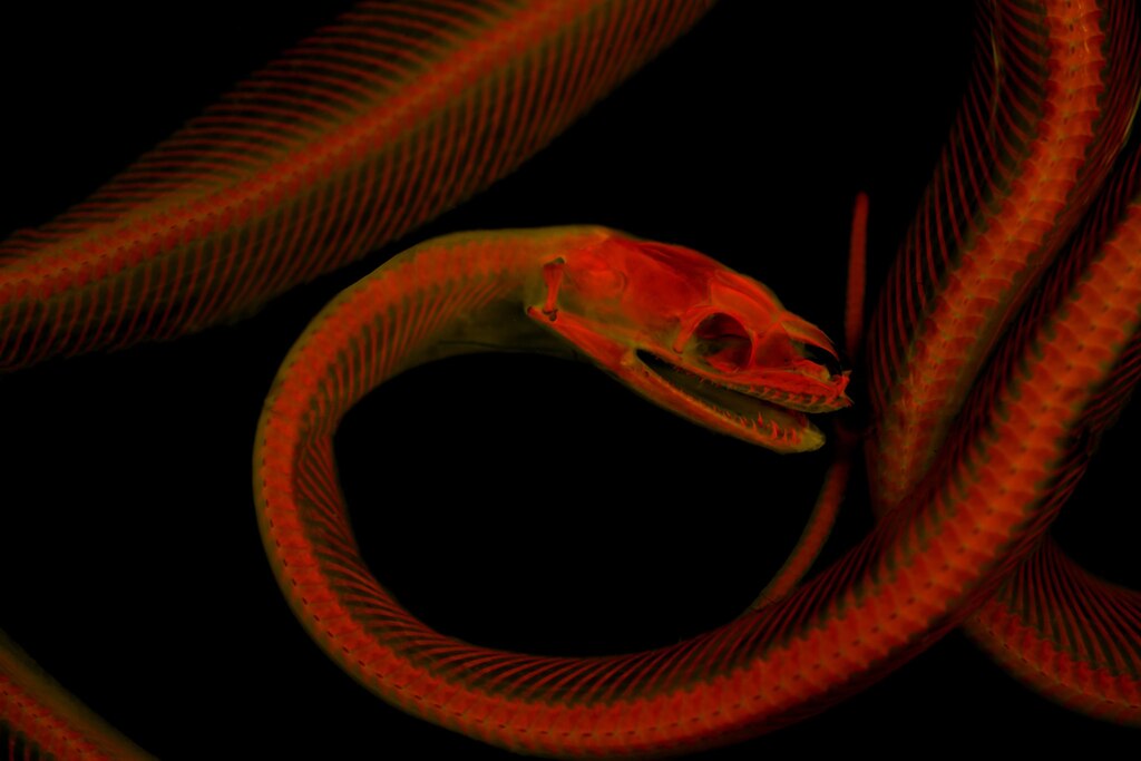 ギャラリー：蛍光に浮かび上がる透明骨格標本、新手法で撮影 写真10点