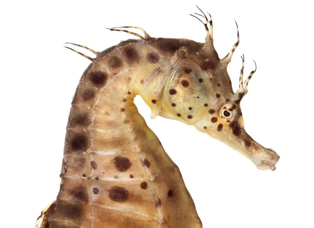 特集ギャラリー 不思議がいっぱい タツノオトシゴ 写真16点 22年4月号 ナショナルジオグラフィック日本版サイト 特集ギャラリー 不思議がいっぱい タツノオトシゴ 写真16点 22年4月号 ナショナルジオグラフィック日本版サイト