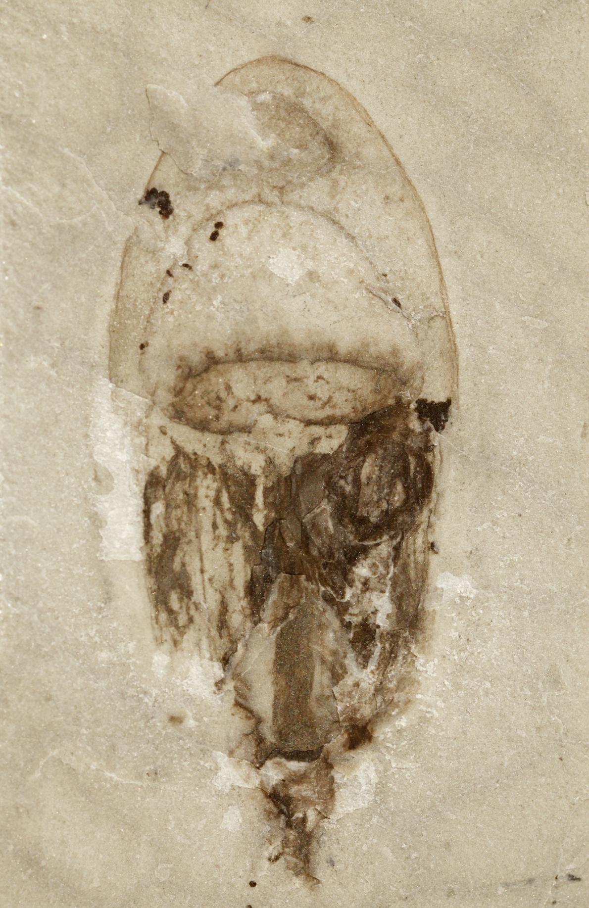 ギャラリー：大発見！ カンブリア紀の新たな化石群、中国 写真6点