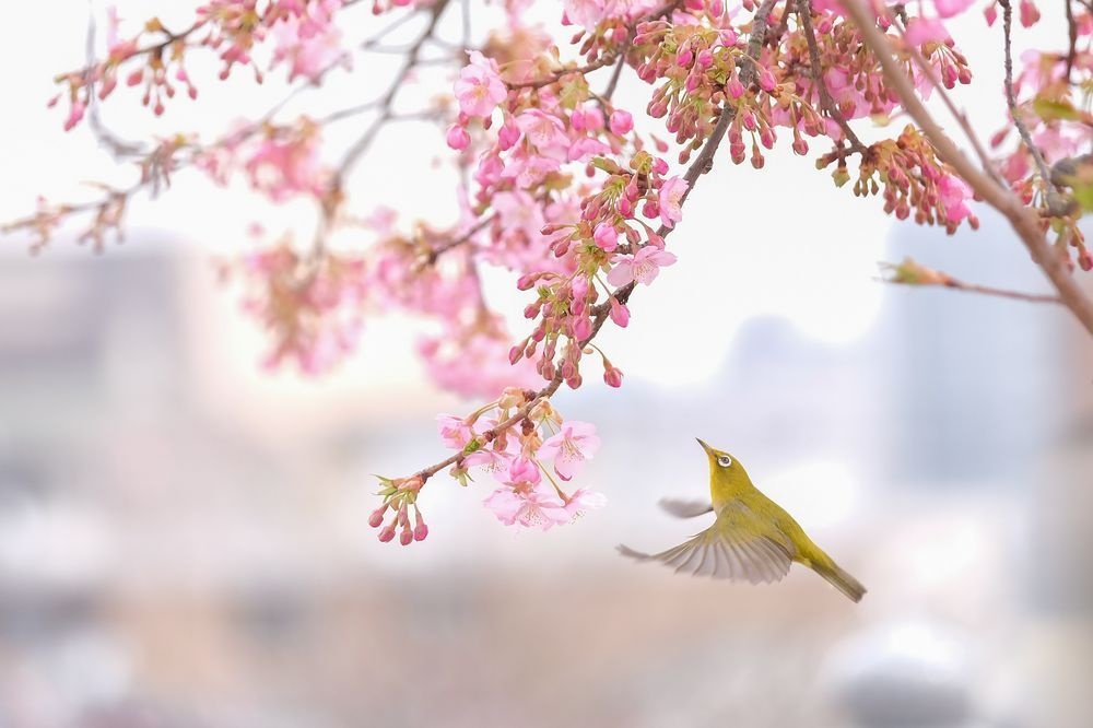 ギャラリー 世界の美しい鳥たち4 ナショナルジオグラフィック日本版サイト