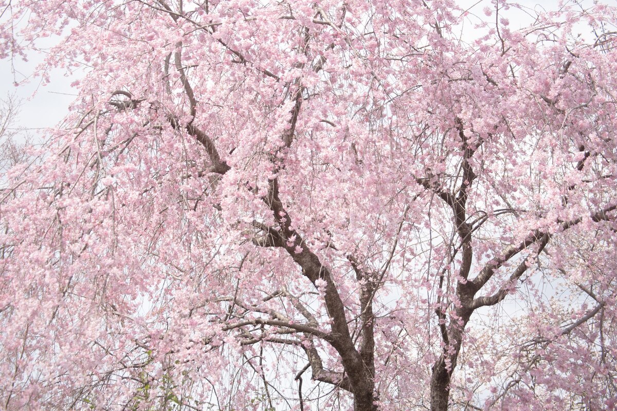 ギャラリー：京都の桜満開日、1200年分の記録は世界一、100年で2週間