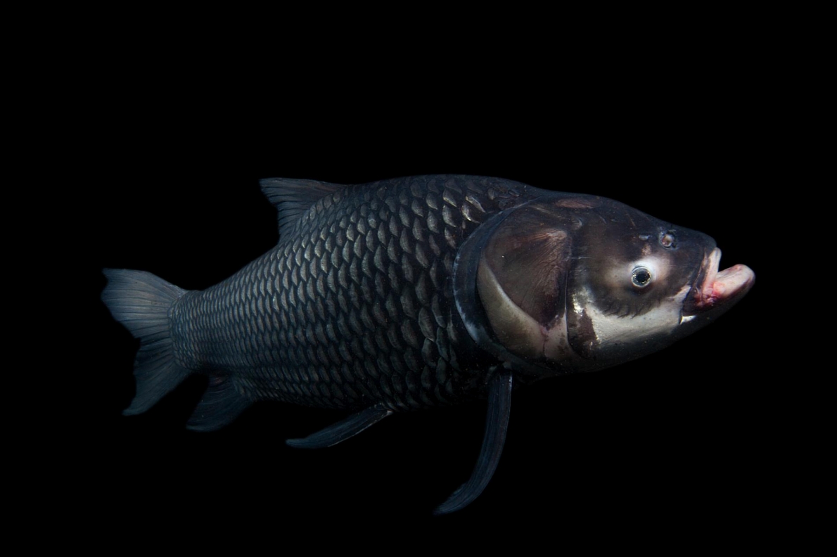 ギャラリー：巨大魚メコンオオナマズも、カンボジアで3種を放流 写真5