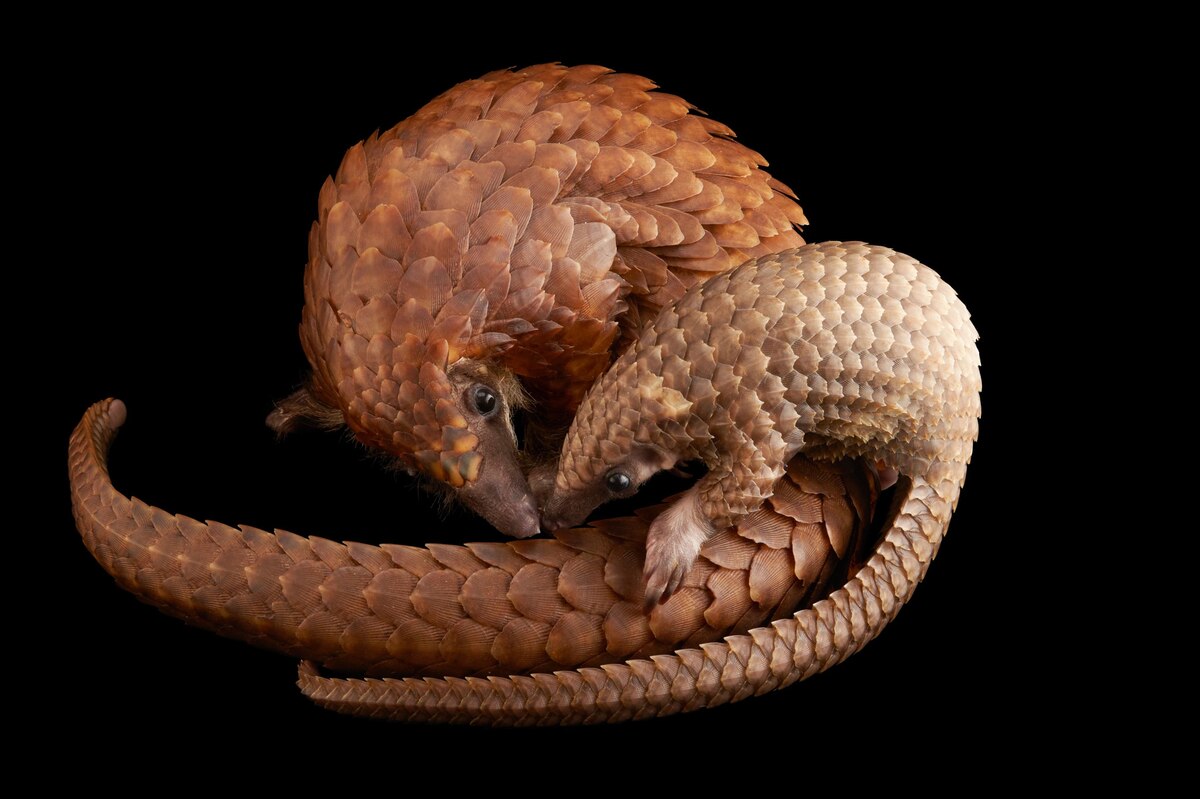 ギャラリー：センザンコウからコビトカバまで、がんばる動物の母親たち　写真8点