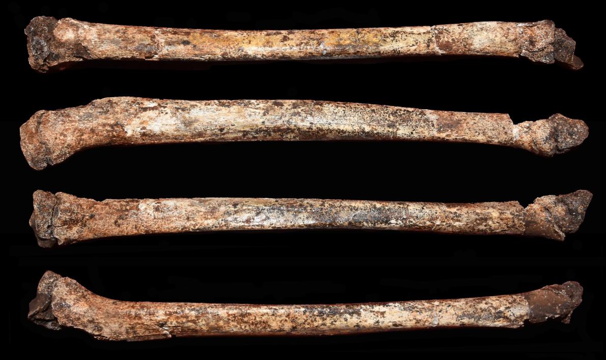 ギャラリー 謎の人類ホモ ナレディの子どもの骨格 初めて発見 写真5点 ナショナルジオグラフィック日本版サイト