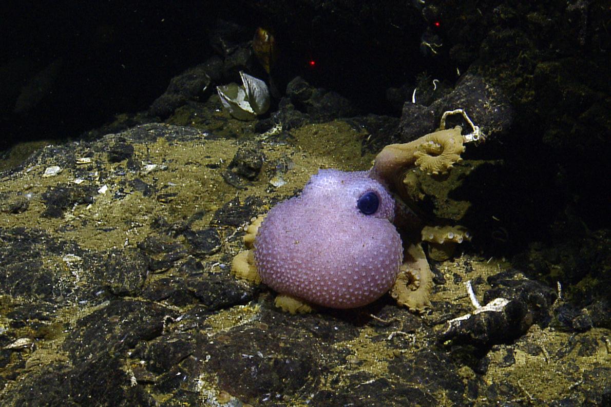 ギャラリー 奇妙で神秘的なガラパゴス沖 深海の最新写真10点 ナショナルジオグラフィック日本版サイト