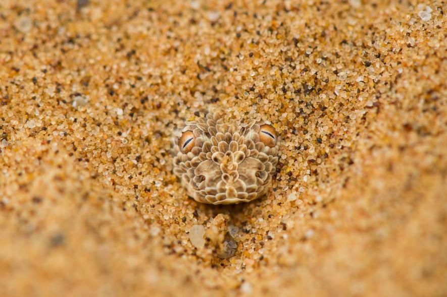 ギャラリー 姿を隠す動物たち 写真43点 ナショナルジオグラフィック日本版サイト