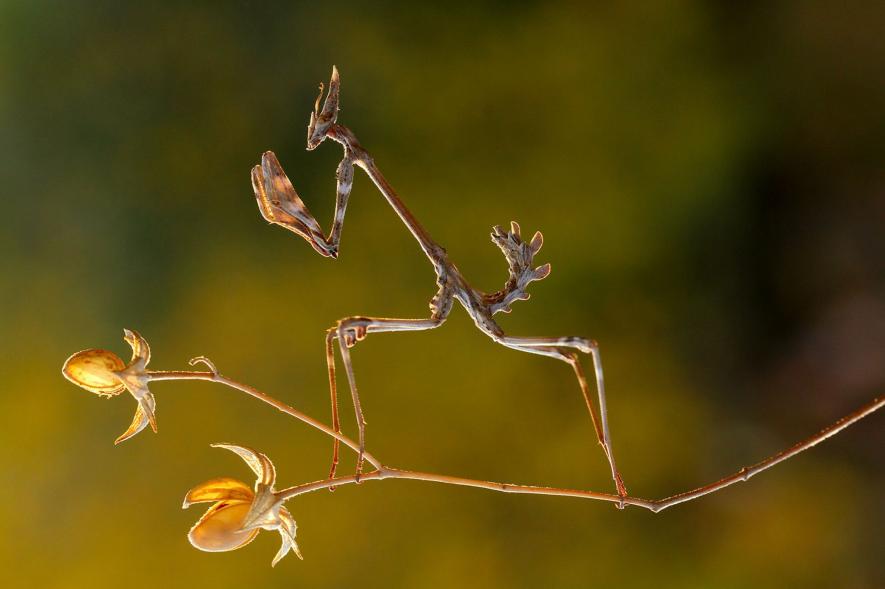 ギャラリー 姿を隠す動物たち 写真43点 ナショナルジオグラフィック日本版サイト