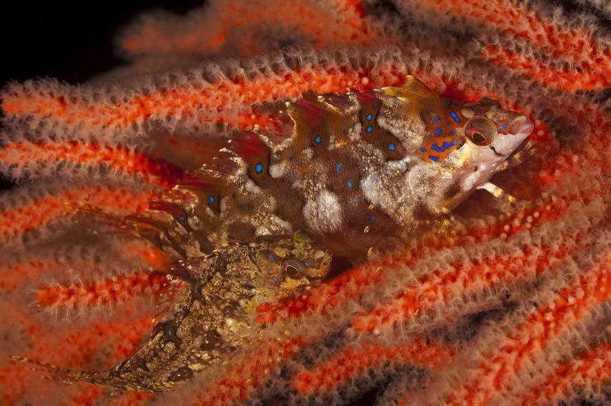 ギャラリー 姿を隠す動物たち 写真43点 ナショナルジオグラフィック日本版サイト ギャラリー 姿を隠す動物たち 写真43点 ナショナルジオグラフィック日本版サイト