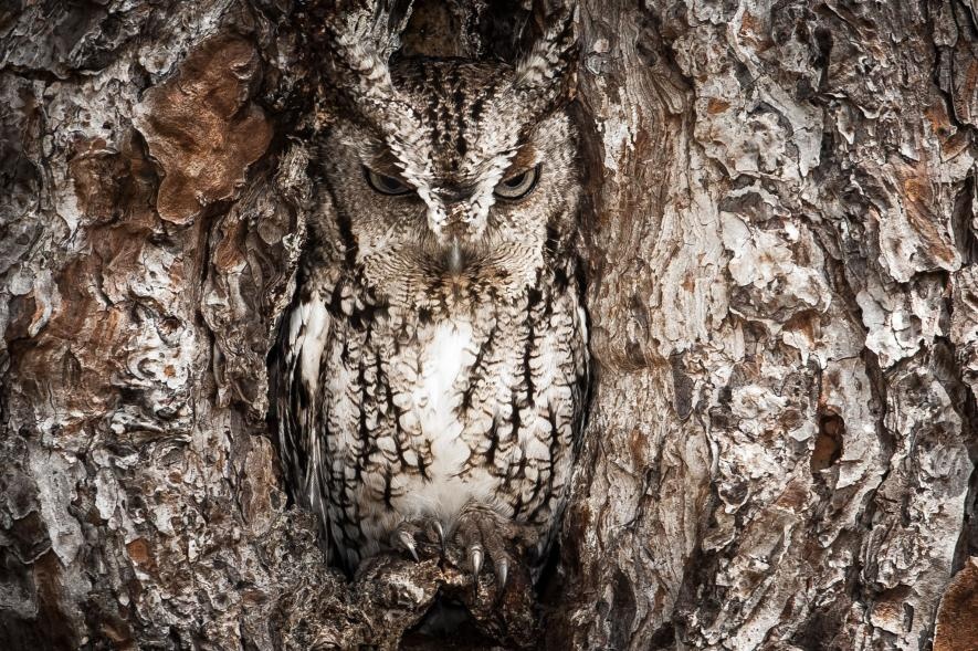 ギャラリー 姿を隠す動物たち 写真43点 ナショナルジオグラフィック日本版サイト ギャラリー 姿を隠す動物たち 写真43点 ナショナルジオグラフィック日本版サイト