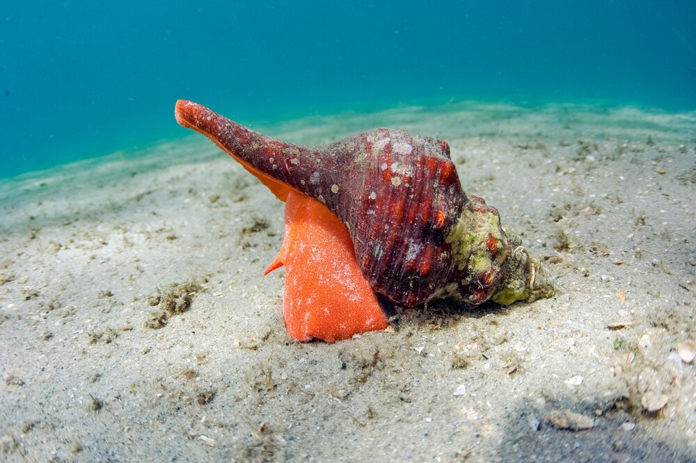 ギャラリー：巨大な巻き貝ダイオウイトマキボラ 写真5点 | ナショナル ...