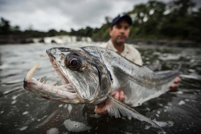 巨大魚 ギャラリー：瀬戸際の巨大魚たち 写真8点 | ナショナルジオ