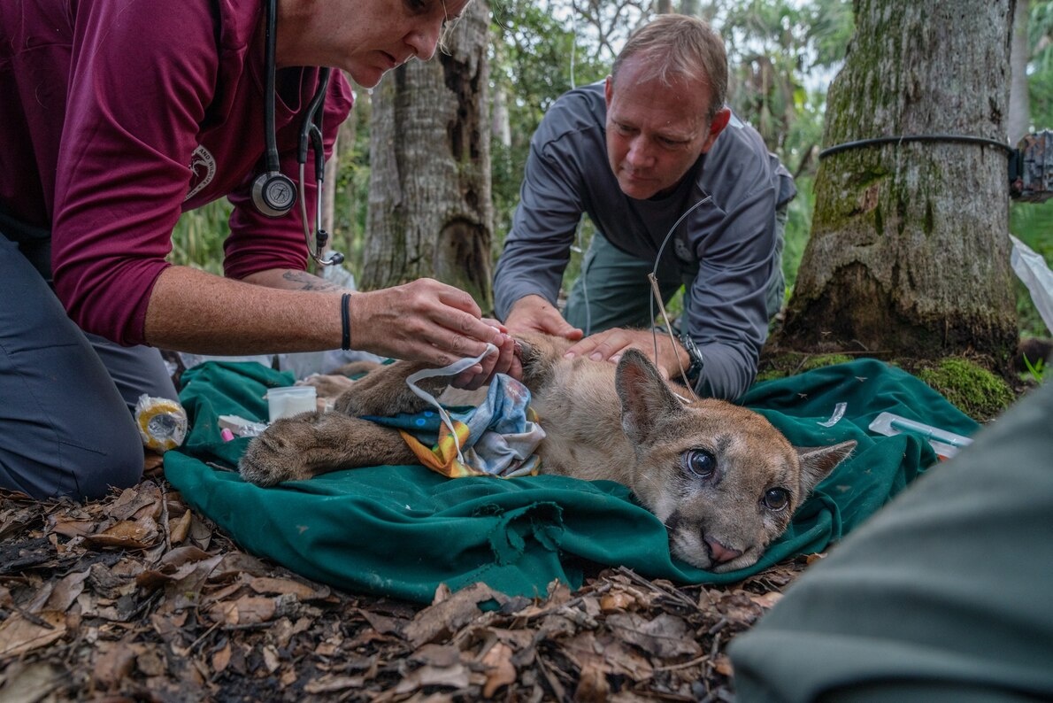 ギャラリー 謎の病気に苦しめられる北米のフロリダパンサー 写真5点 ナショナルジオグラフィック日本版サイト ギャラリー 謎の病気に苦しめられる北米のフロリダパンサー 写真5点 ナショナルジオグラフィック日本版サイト