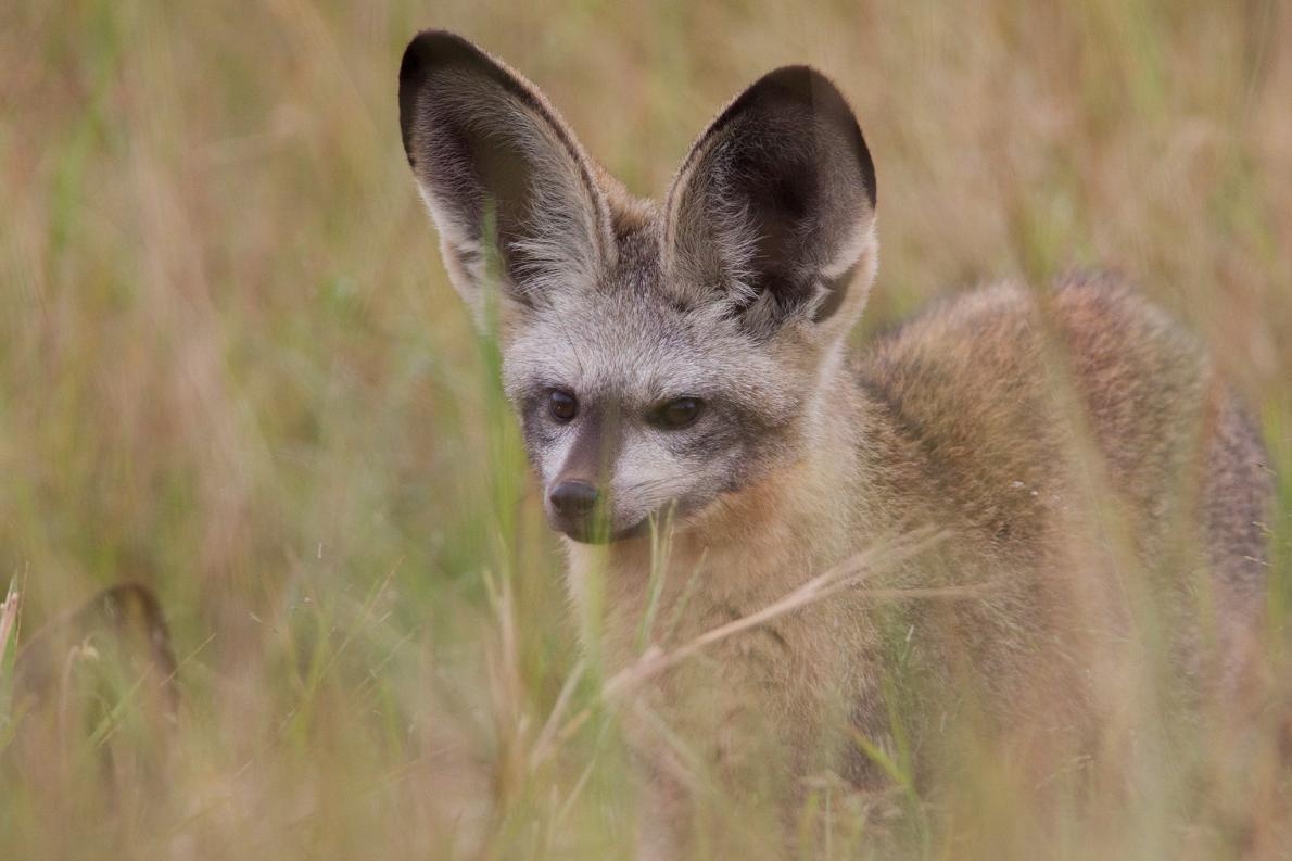 ギャラリー 体の割に耳が大きな動物たち 写真6点 ナショナルジオグラフィック日本版サイト