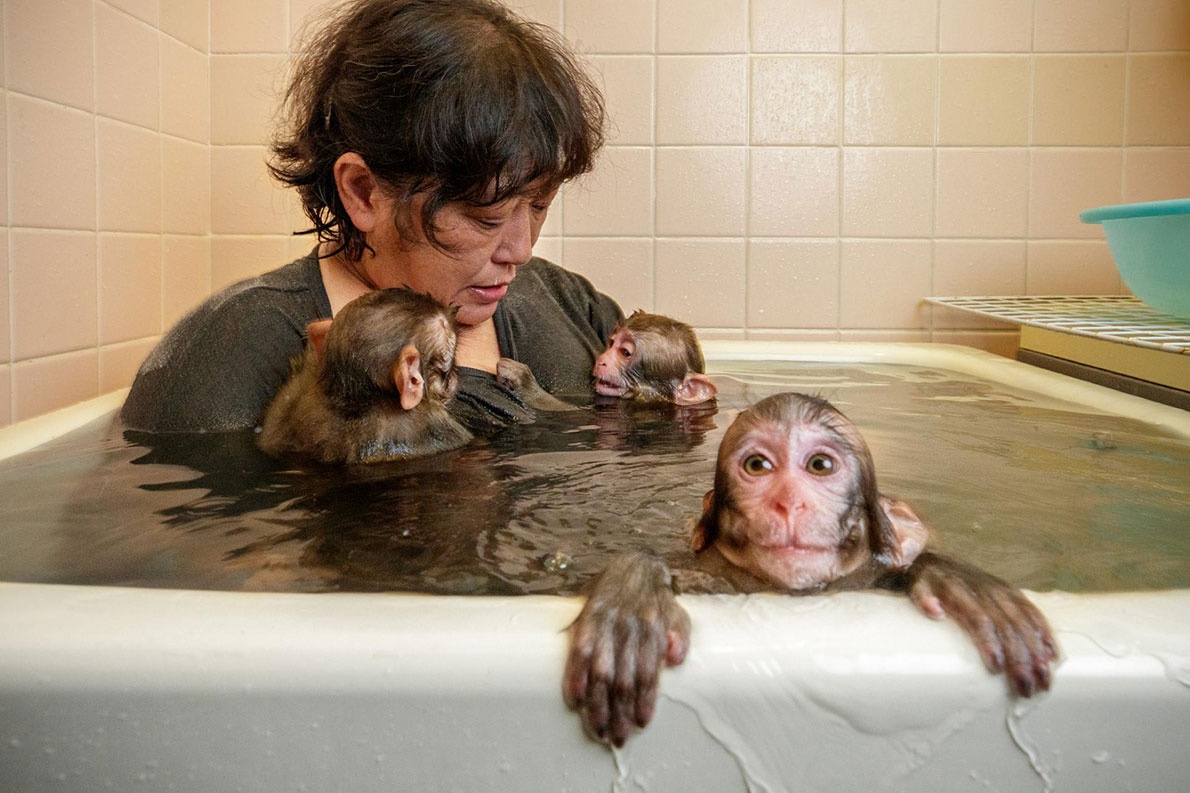 特集ギャラリー 日本人とニホンザル 写真と図解 9点 年5月号 ナショナルジオグラフィック日本版サイト 特集ギャラリー 日本人とニホンザル 写真と図解 9点 年5月号 ナショナルジオグラフィック日本版サイト