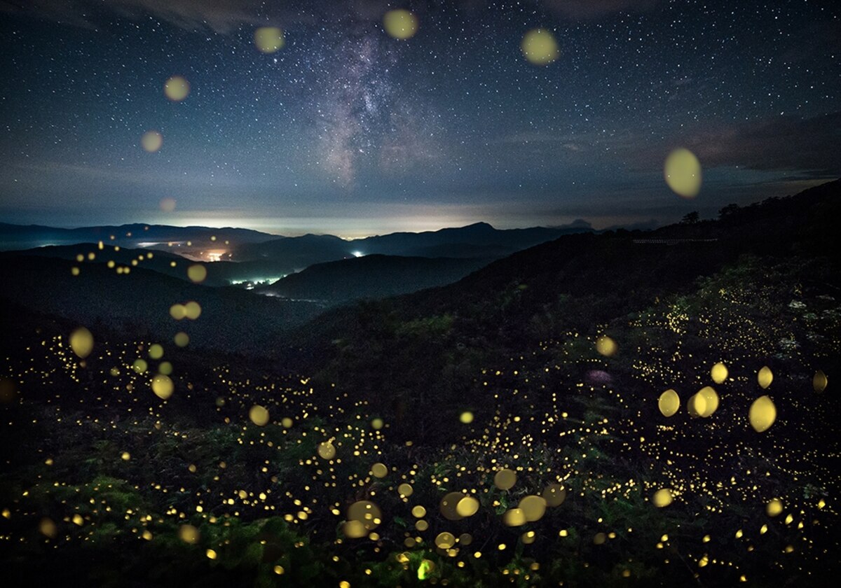 ギャラリー：神秘的なホタルの光が織りなす唯一無二の絶景 写真7