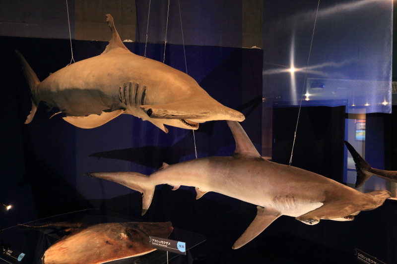 フ*ニ様 海のハンター展恵み豊かな地球の未来記念メダル