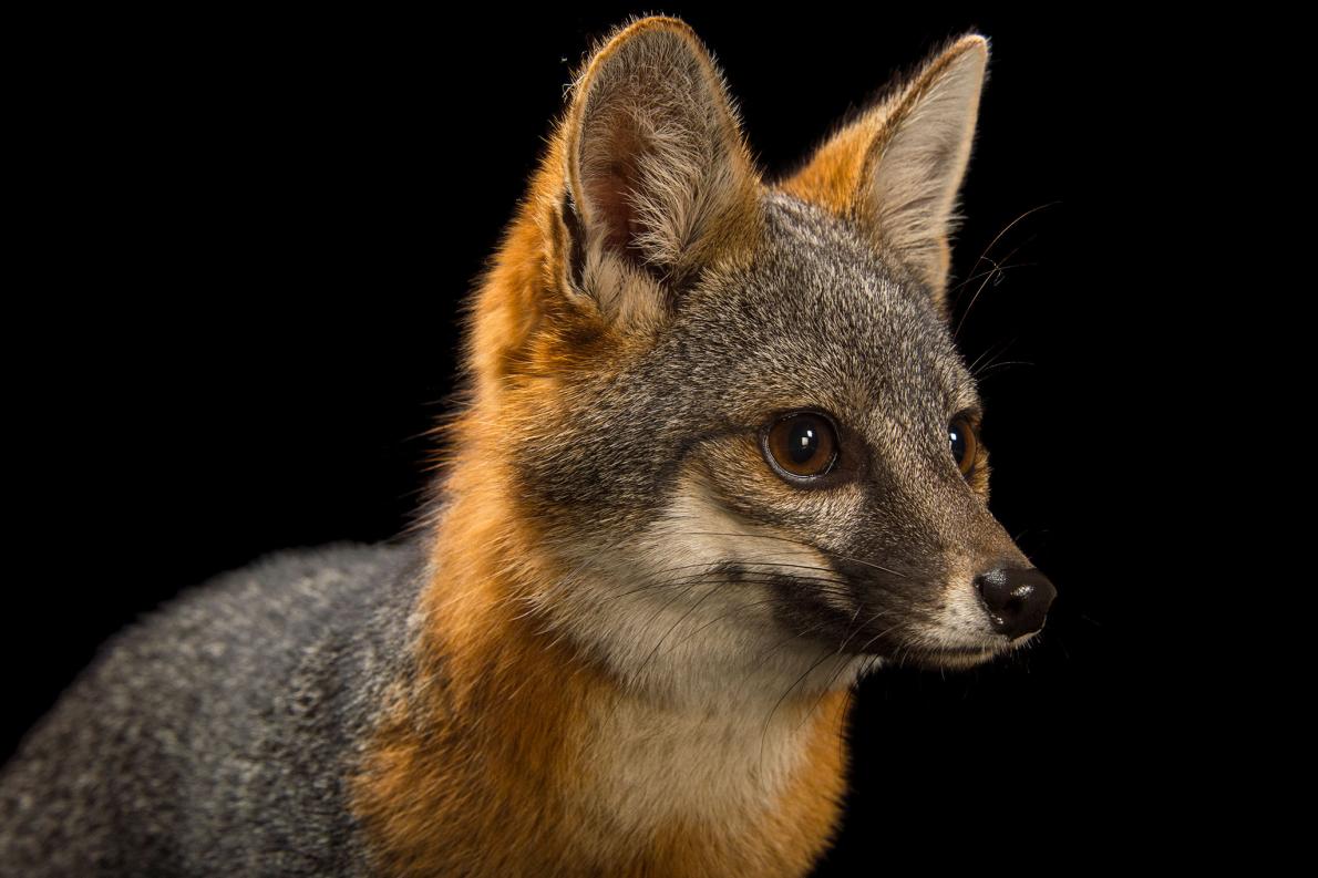 ギャラリー 絶滅の危機から復活しつつある動物 11選 ナショナルジオグラフィック日本版サイト