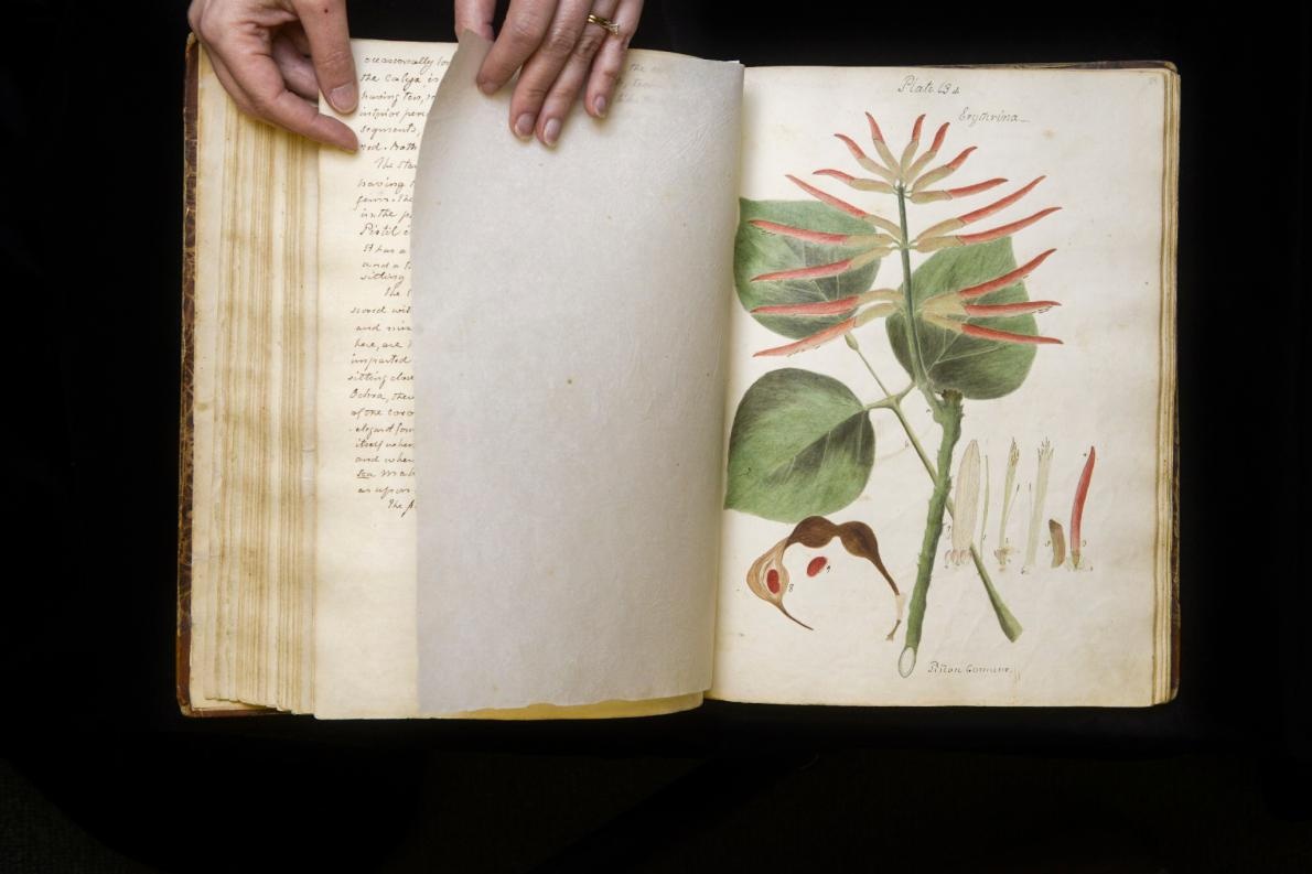 ギャラリー 190年前の 失われた 植物図鑑 手描きの植物画 13点 ナショナルジオグラフィック日本版サイト ギャラリー 190年前の 失われた 植物図鑑 手描きの植物画 13点 ナショナルジオグラフィック日本版サイト