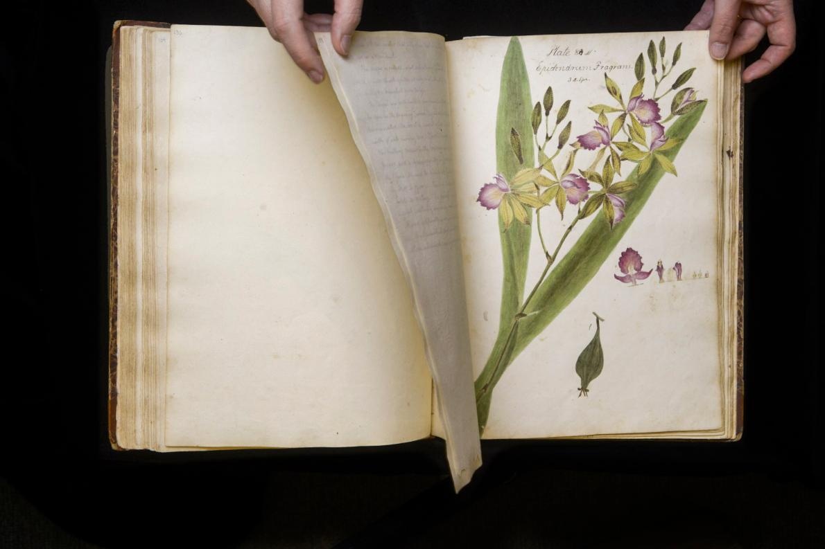 ギャラリー 190年前の 失われた 植物図鑑 手描きの植物画 13点 ナショナルジオグラフィック日本版サイト ギャラリー 190年前の 失われた 植物図鑑 手描きの植物画 13点 ナショナルジオグラフィック日本版サイト