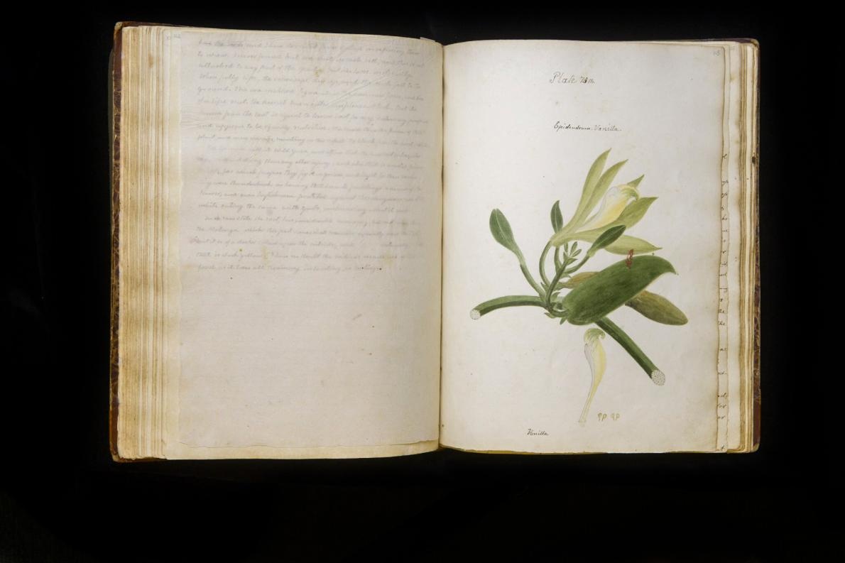 ギャラリー 190年前の 失われた 植物図鑑 手描きの植物画 13点 ナショナルジオグラフィック日本版サイト ギャラリー 190年前の 失われた 植物図鑑 手描きの植物画 13点 ナショナルジオグラフィック日本版サイト