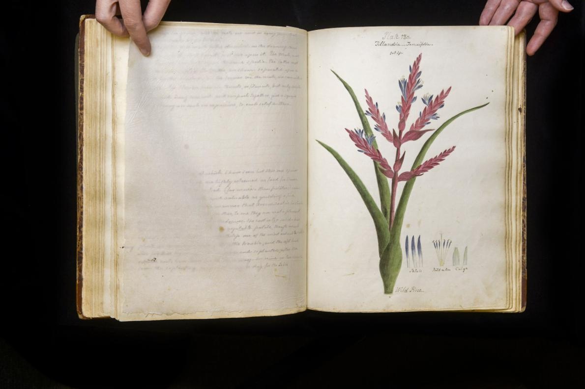 ギャラリー 190年前の 失われた 植物図鑑 手描きの植物画 13点 ナショナルジオグラフィック日本版サイト ギャラリー 190年前の 失われた 植物図鑑 手描きの植物画 13点 ナショナルジオグラフィック日本版サイト