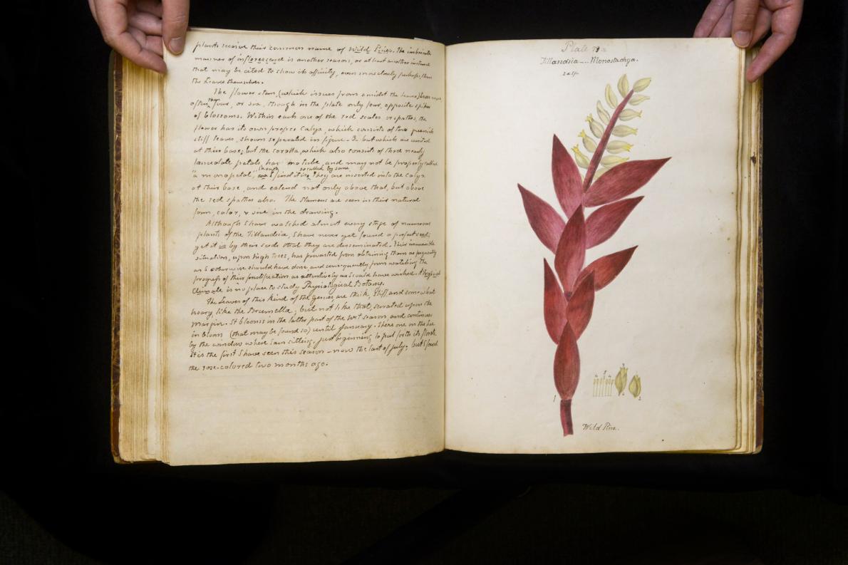 Atlas léčivých rostlin』チェコの薬草植物図鑑 Frantisek Se