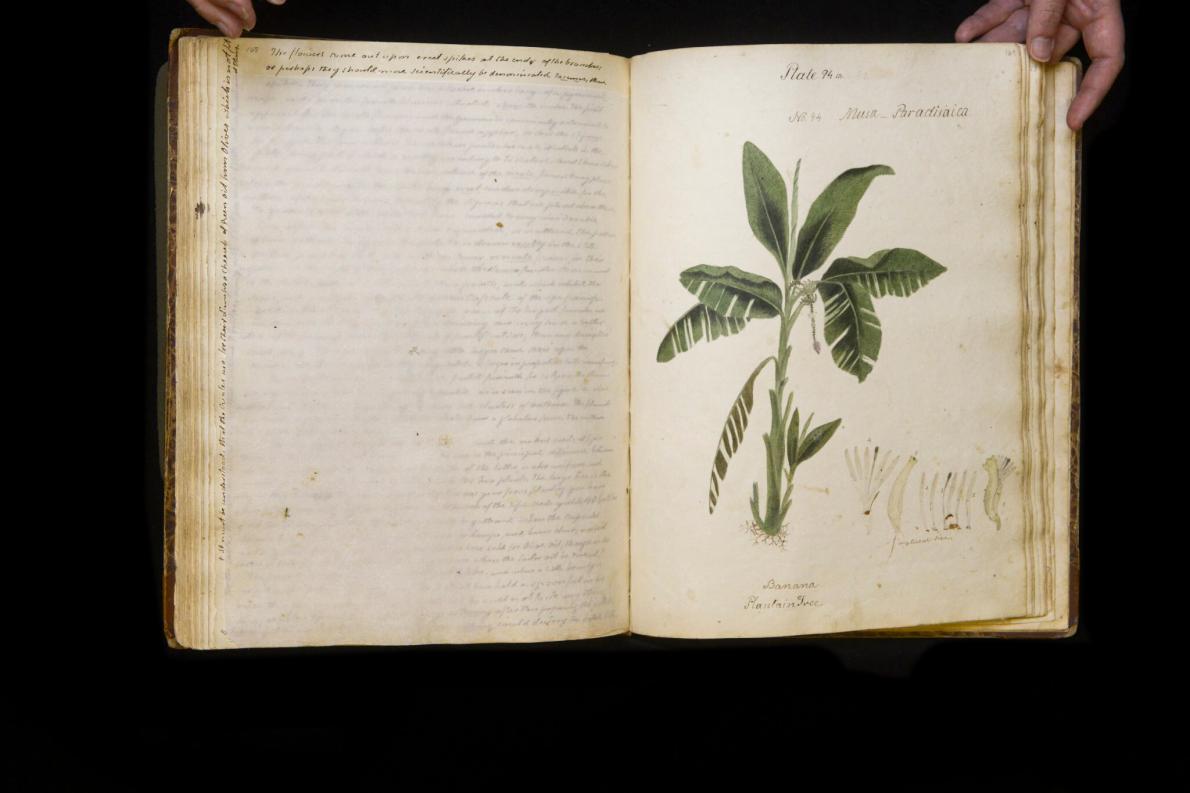 ギャラリー：190年前の「失われた」植物図鑑 手描きの植物画 13