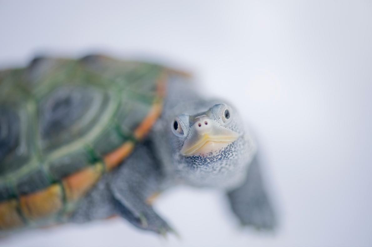ギャラリー 驚くほどかわいい 世界のカメ 写真17点 ナショナルジオグラフィック日本版サイト ギャラリー 驚くほどかわいい 世界のカメ 写真17点 ナショナルジオグラフィック日本版サイト