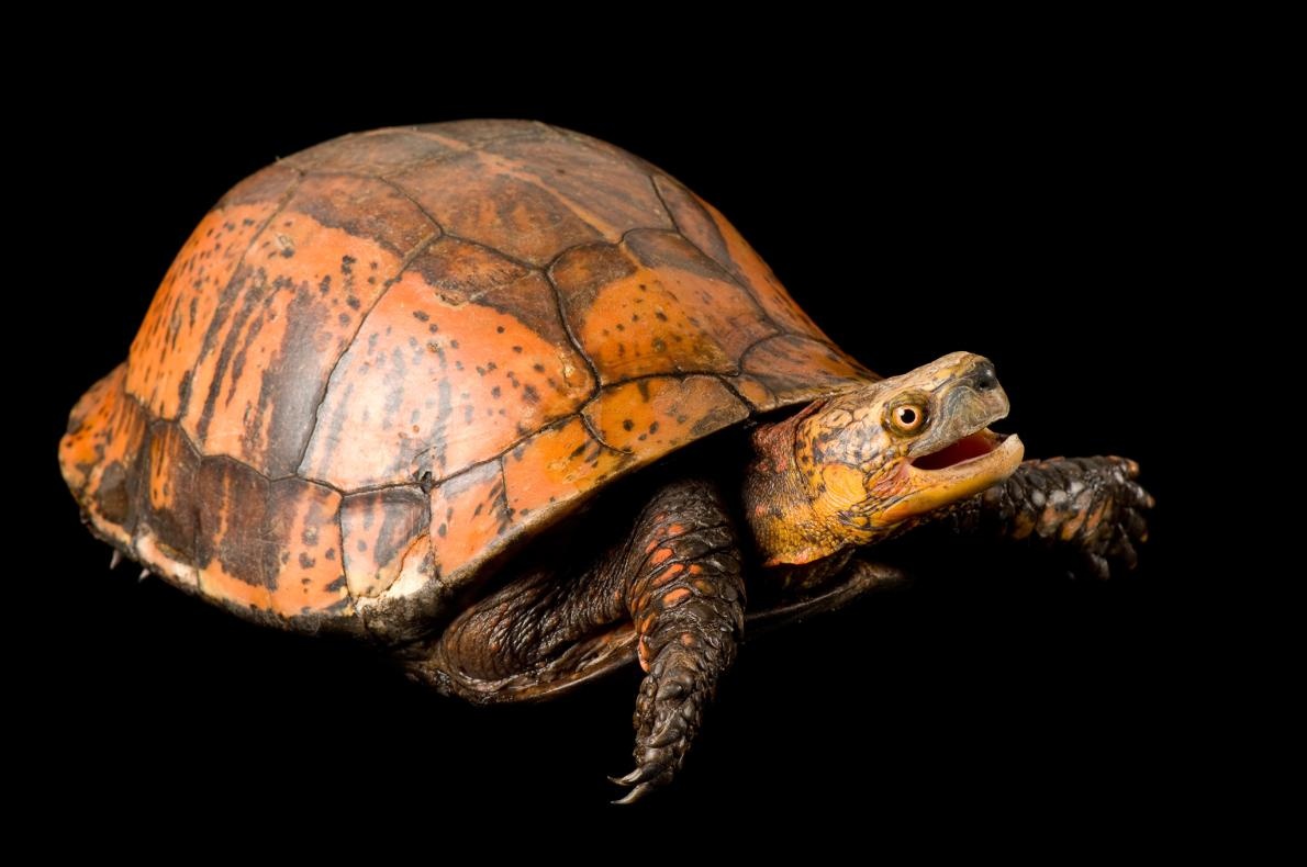 ギャラリー 驚くほどかわいい 世界のカメ 写真17点 ナショナルジオグラフィック日本版サイト ギャラリー 驚くほどかわいい 世界のカメ 写真17点 ナショナルジオグラフィック日本版サイト