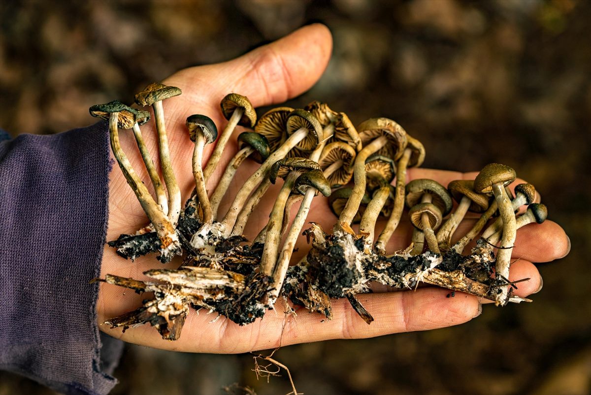 ギャラリー：米国で幻覚キノコ狩りが静かな人気、都会の庭や植え込みに