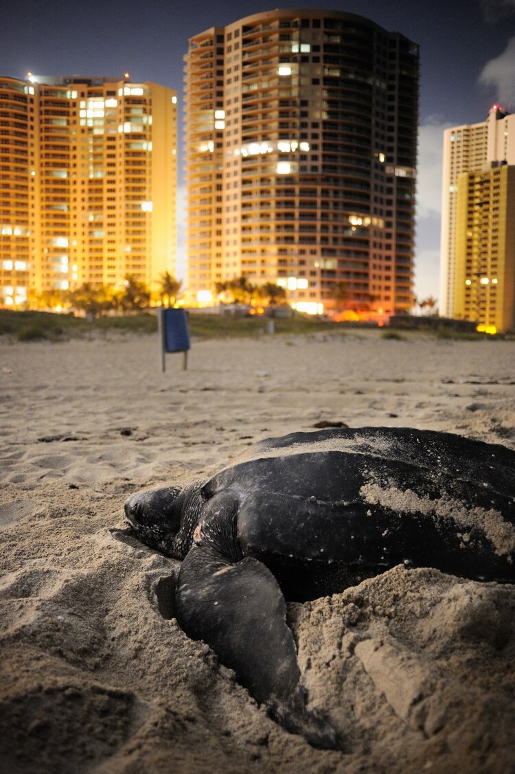 ギャラリー：野生生物を惑わす光害、人工光で明るくなった夜空 写真6点 | ナショナルジオグラフィック日本版サイト