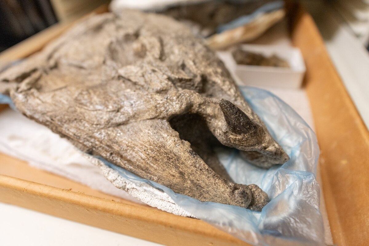 ギャラリー：巨大古代サケ、鼻先から牙が横に突出していた 写真と画像4 