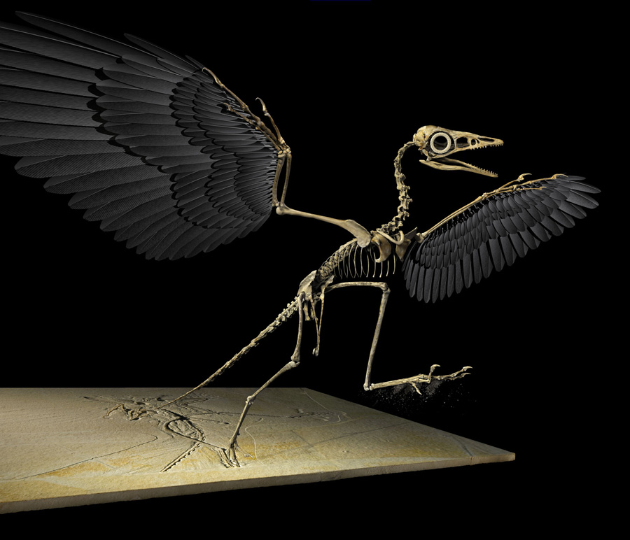 特集ギャラリー 恐竜はどのように鳥になったか 18年5月号 ナショナルジオグラフィック日本版サイト