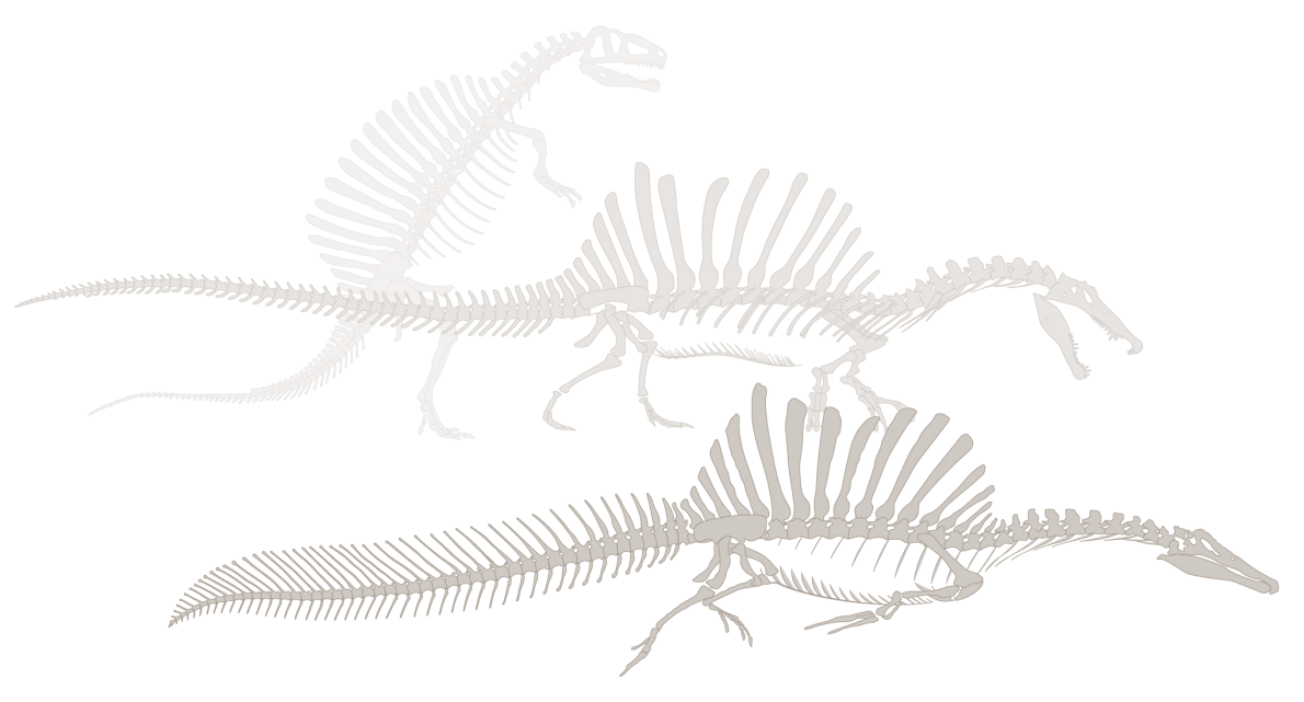 ギャラリー 奇妙な恐竜スピノサウルス 奇妙な尾を発掘 写真と